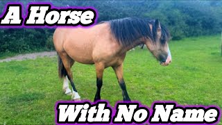 A Horse With No Name [upl. by Havot]