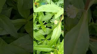 Bhringraj plant growing Bhringraj leaf white Bhringraj🌻🌻🌻🌻🌻 [upl. by Light99]