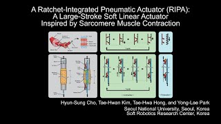 RatchetIntegrated Pneumatic Actuator Soft Linear Actuator Inspired by Sarcomere Muscle Contraction [upl. by Einhapets53]