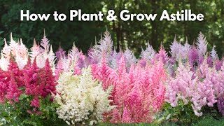 How to Plant and Grow Astilbe [upl. by Ellebanna]