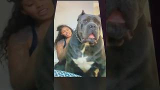 Giant Cane Corso Lapdog funny canecorso puppy dogbreed ytshort pitbull mastiffdog mastiff [upl. by Bish]