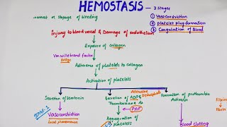 Hemostasis  Easy Flowchart  Physiology [upl. by Nilson]