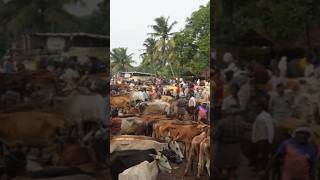 ഓഫർ വിൽപ്പന  Wholesale Cattle Market in Kerala  Buffalo  Bull  Livestock Market [upl. by Grethel]