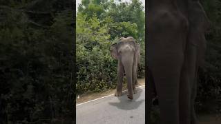 🐘👀  buttala katharagama road  srilanka elephant travelsl travel srilankanwildlife කතරගම [upl. by Elfreda]