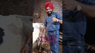 Purulent Materialvet udder health cow pashupatinath surgeon gaumata sewa gaushala animals [upl. by Issac]