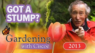 LOGGING IN Transform Your Yard with Mossy Stumpery  Gardening With Ciscoe  Full Episode [upl. by Rebliw]