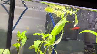 Platy and Neocaridina Shrimps in a community tank [upl. by Ruel947]