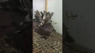 American fantail pigeon 😍🕊️🕊️ kabuter ki videos trendingshortsshortspigeon kabootarpigeonlover [upl. by Reizarf669]