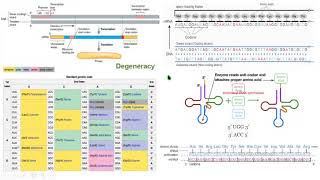 código genético tRNA codón anticodón ORF traducción biología molecular biology [upl. by Ventura]