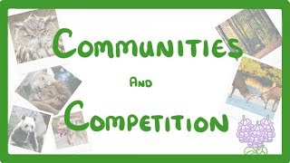 GCSE Biology  Interdependence  Community and Competition 84 [upl. by Launcelot13]