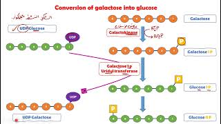 galactose metabolism Bio [upl. by Arait917]