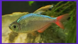 RedBlue Columbian Tetra Are Colorful Additions To Your Tank [upl. by Xel]