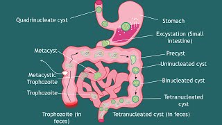 Life cycle of Entamoeba histolytica Notes  parasitology  Basic Science Series [upl. by Conney]