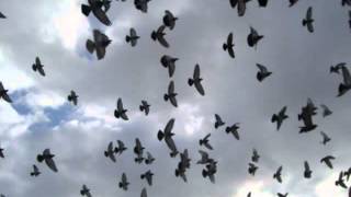 pigeons flying  sound effect [upl. by Salokcin]