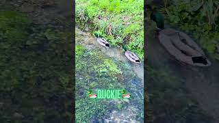 Duckies enjoying a day shorts ytshorts viral trending duckies [upl. by Gardiner]