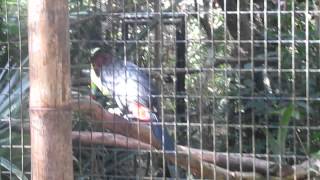 Belizes National Bird the Keelbilled Toucan [upl. by Orford621]