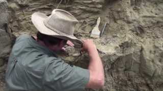 Fossil hunting with PaleoAdventures  in the quarry at last [upl. by Yrem]