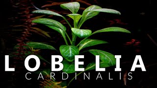 Lobelia Cardinalis Aquarium Plant [upl. by Meir]