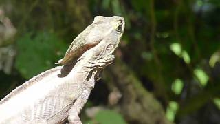 Basiliscus vittatus Brown Basilisk  Basilisco o charancaco [upl. by Akili]