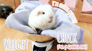 Guinea Pig Weight Check [upl. by Anahsahs]