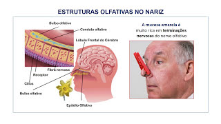 11 EMBRIOLOGIA DO OLFATO E SISTEMA RESPIRATORIO [upl. by Htinek]