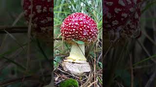 Amanita muscaria 🍄 [upl. by Aneeras]