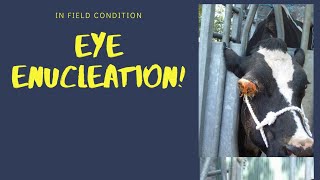 Eye Enucleation in Cow Due to SCCsquamous Cell Carcinoma [upl. by Ihel]