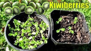 Growing Kiwiberries From Seed  2 Methods [upl. by Persse]