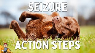 What to Do When Your Dog has a Seizure [upl. by O'Toole]