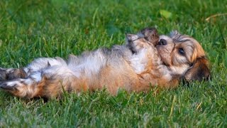 Bichon Havanese puppies [upl. by Trakas]