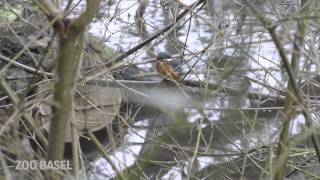 Der Eisvogel ist zu Besuch im Zoo Basel [upl. by Atilek]