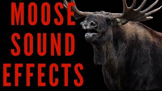 MOOSE SOUND EFFECTS  Moose Calls  Maktubytv [upl. by Billat]