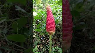 Bitter ginger plant Shampoo zinger Zingiber zerumbet ପିତା ଅଦା knowing medicinalplants [upl. by Einobe]