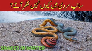 Where Do Snakes Go in Winter Understanding Brumation Ectotherms and Russells Viper Activity [upl. by Lalaj390]