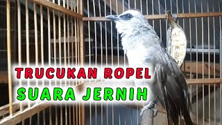 TRUCUKAN ROPEL SUARA JERNIH UNTUK PANCINGAN TRUCUKAN BAHAN AGAR CEPAT NGEROPEL [upl. by Neeliak]