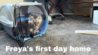 Sweet Freyas Adorable Homecoming Meet Our Maine Coon Kitten [upl. by Corie]