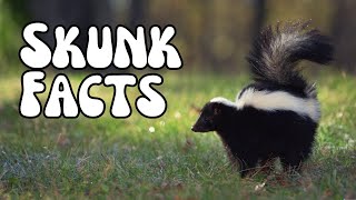 Skunk Facts You Didnt Know The Truth About Skunks [upl. by Enair]