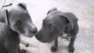 13 week old pitbull puppies [upl. by Agretha246]