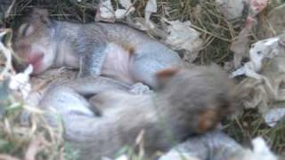 Squirrel nest in my window [upl. by Holofernes313]