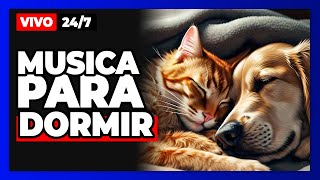 🔴TV Para Perros y Gatos Música Relajante y Sonidos Calmantes Para La Ansiedad De Separación [upl. by Lorre519]