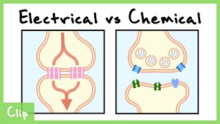 Electrical vs Chemical Synapse Explained Gap Junctions  Clip [upl. by Noirb135]