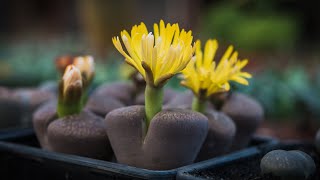 LITHOPS WATERING TECHNIQUES  YOU SHOULD KNOW IT [upl. by Yerffej]