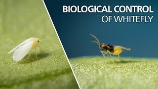 Biological control of whitefly  Encarsia Formosa [upl. by Ahsieki]