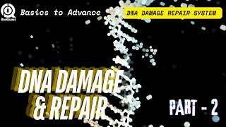 DNA Damage Repair System  Different Types of DNA Damage Repair  DNA Damage amp Repair Part 2 [upl. by Ttiwed94]