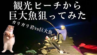 観光ビーチから巨大魚を釣り上げろ！ドラグが止まりません 猫ミーム 釣り 大物釣り 沖縄釣り 猫ミーム 堤防釣り 海水浴 [upl. by Eiroc]