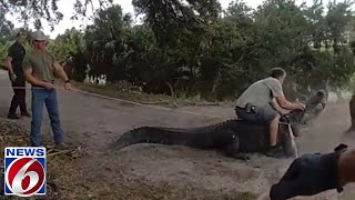 Florida trappers capture huge alligator [upl. by Maker]