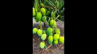 Grow mango tree from cuttingshort compost gardenlife viralvideoシ highlights shorts reelsvideo [upl. by Aicelf]