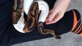 Ball Python Morphs Piebald [upl. by Critchfield]