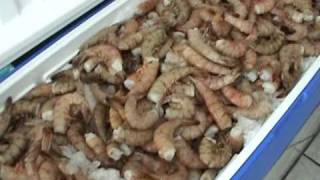 Shrimp Shrimp and more Shrimp [upl. by Trisha963]