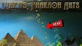 War vs Pharaoh Ants [upl. by Ynatil900]